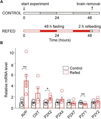 P2X2 Receptor Expression and Function Is Upregulated in the Rat Supraoptic Nucleus Stimulated Through Refeeding After Fasting